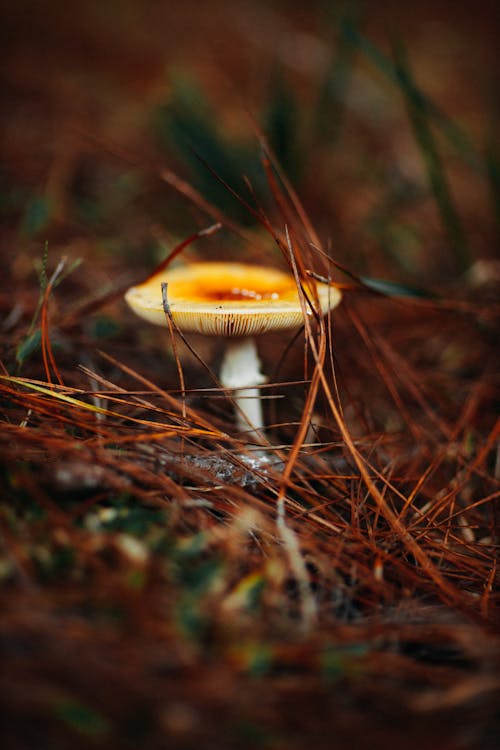 Fotobanka s bezplatnými fotkami na tému huba, makrofotografia, muchotrávka