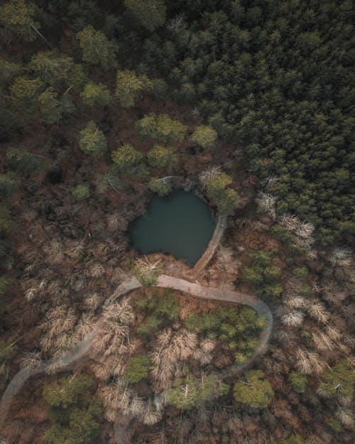 
An Aerial Shot of a Pond in a Forest