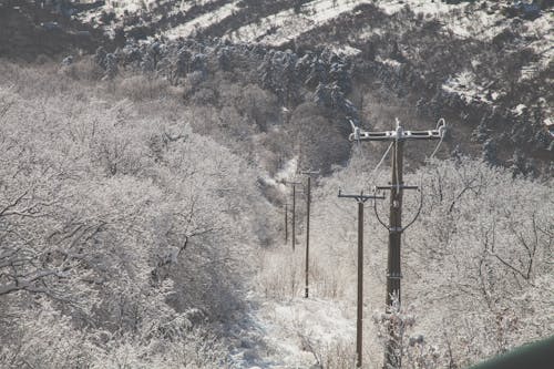 Photo of Electricity Transmission Surrounded With Trees