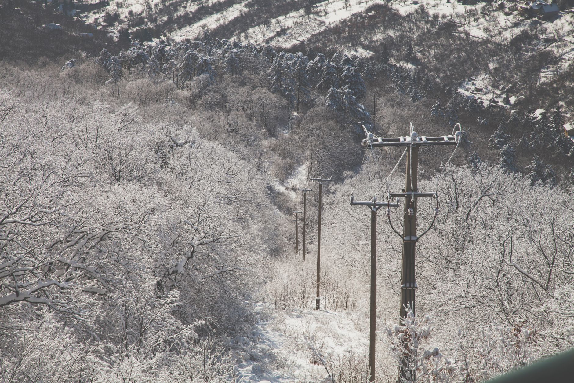 Scenic winter forest with snow-covered trees and power lines under daylight, perfect for seasonal themes.