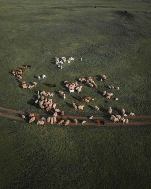 A drone shot capturing a flock of sheep grazing peacefully in a vast green pasture.
