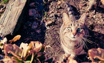 一只虎斑猫站在户外花园的土壤上，周围环绕着植物，特写镜头中它有一双引人注目的绿色眼睛