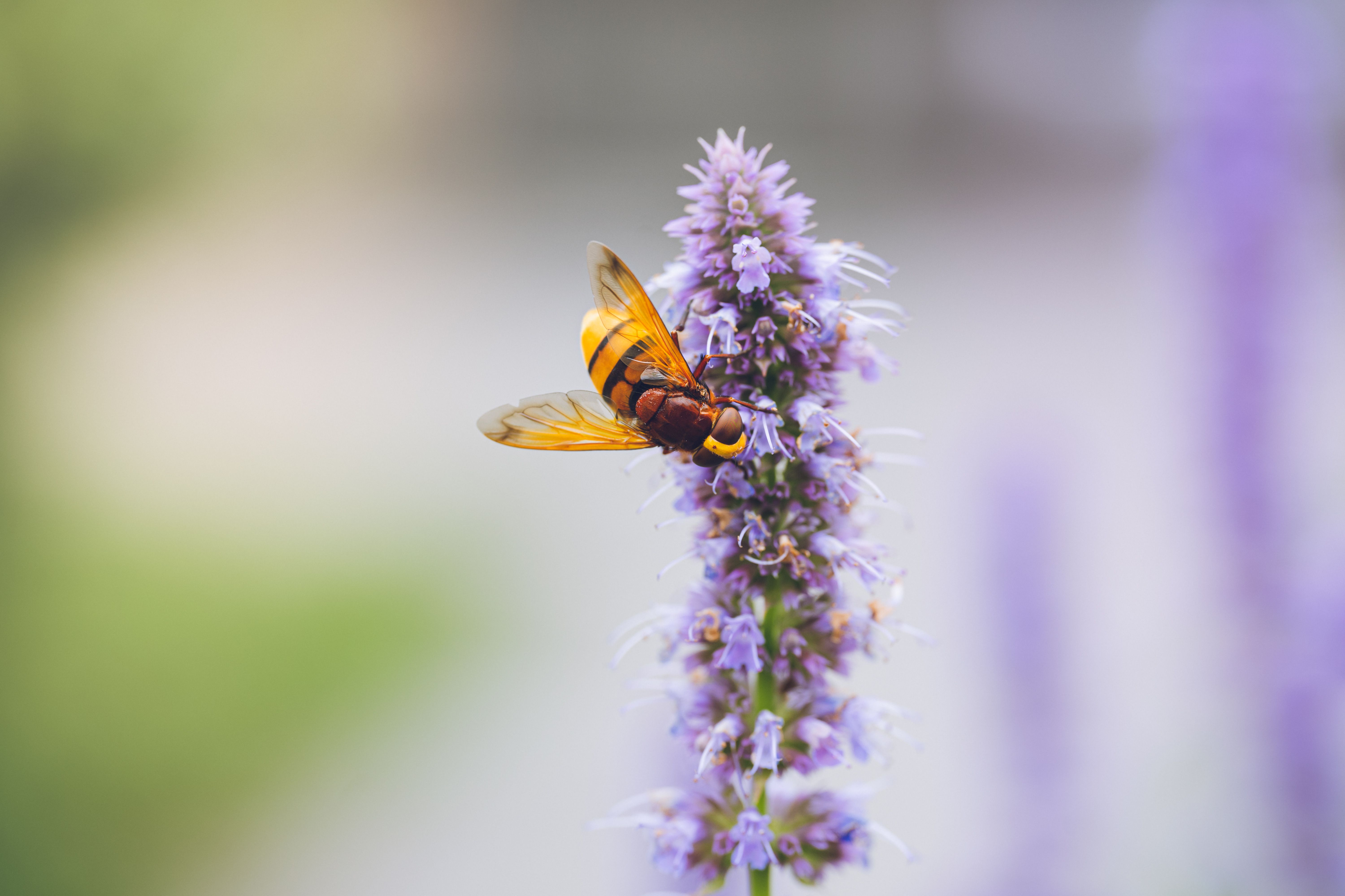 Anise Hyssop Botanical Photo