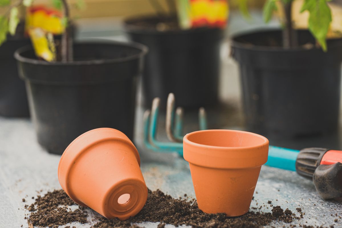 How to replant in the same pot without emptying the soil