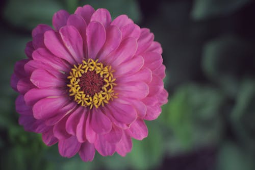 Close-Up Shot of a Purple Common Zinnia in Bloom