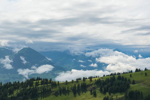 Gratis stockfoto met bewolkt, buiten, groenblijvende bomen