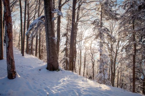 Free A serene winter scene in Fischenthal, Switzerland featuring snow-covered trees and sunlight. Stock Photo