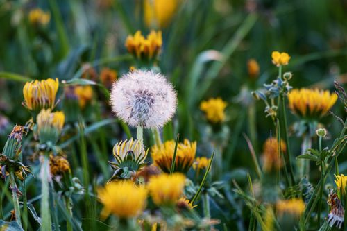 Free Close-up of a dandelion surrounded by blooming yellow flowers in spring meadow. Stock Photo
