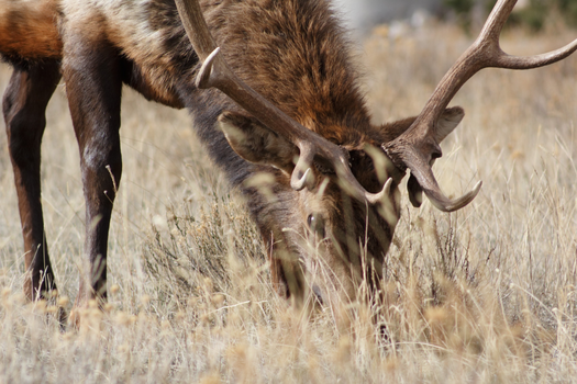 Free stock photo of nature, animal, grass, elk