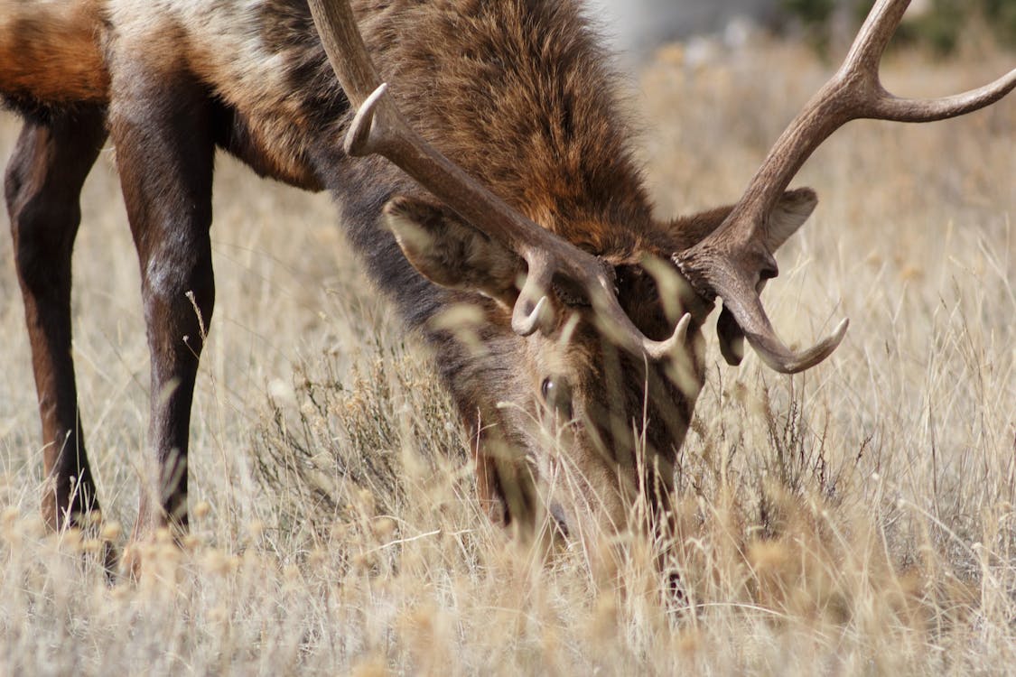 Gray Animal Grazing