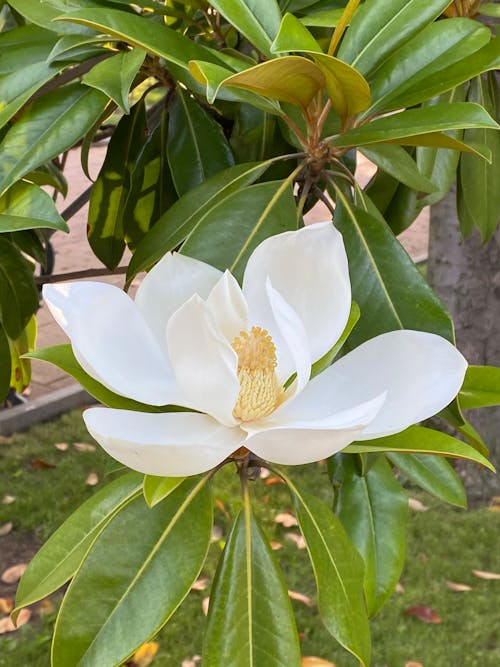A White Magnolia Flower with Green Leaves