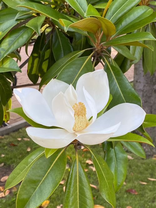 Free Close-up of a beautiful white magnolia flower with green leaves in a natural setting. Stock Photo