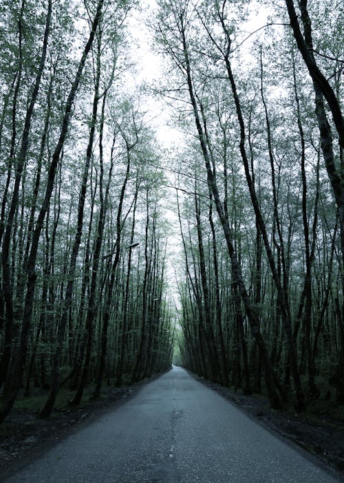 A Roadway in the Forest