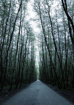Quiet road cutting through a dense forest in Iran, perfect for nature explorations.