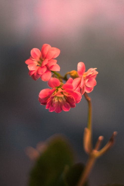 Free Close-Up Shot of Pink Geranium Flowers in Bloom Stock Photo
