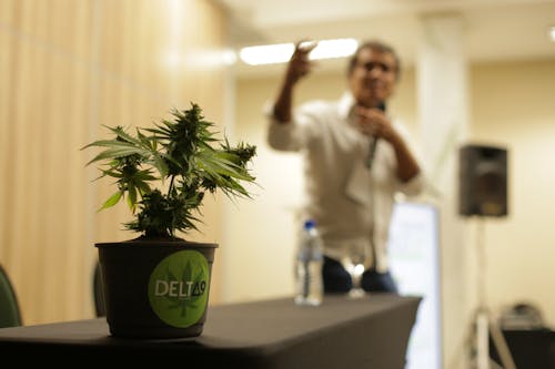 Free stock photo of delta9, marijuana, medicinal plant
