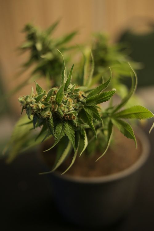 Planta de cannabis en maceta en club cannábico profesional