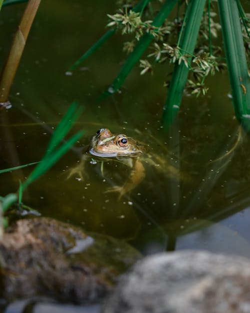 Free A Frog Partially Submerged in Pond Water Stock Photo