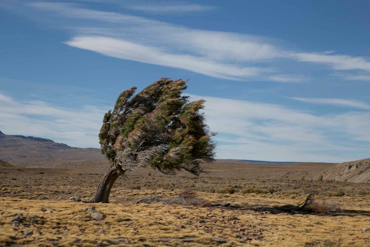 A Big Tree Swaying By The Wind Under Blue Sky