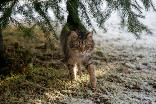 Free Close-Up Shot of a Tabby Cat Walking Stock Photo