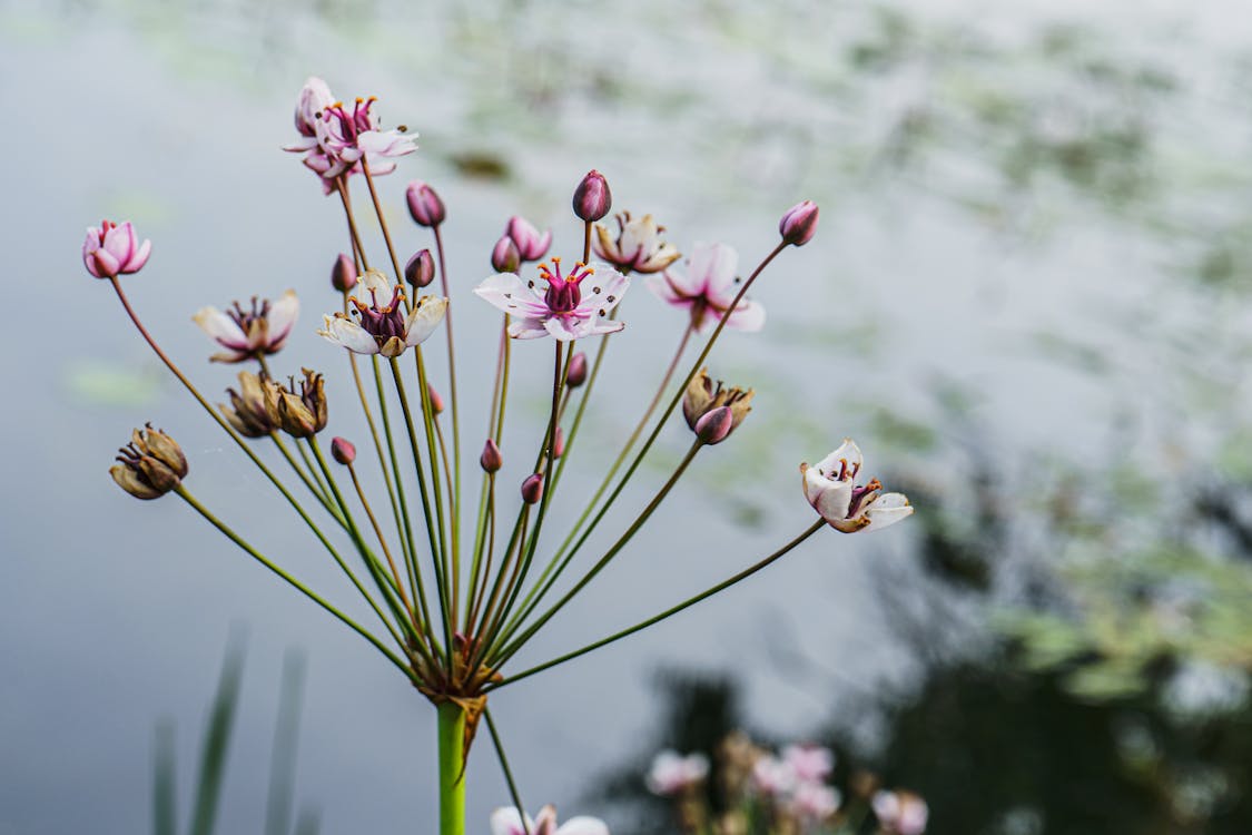 Close-Up Shot of Butomaceae Flowers in Bloom