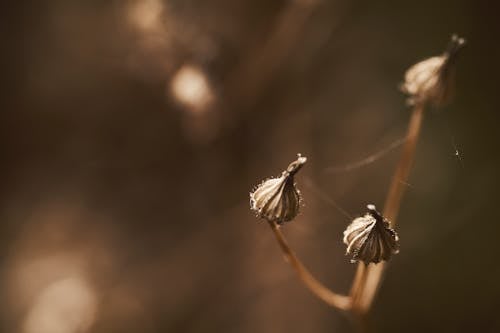 Základová fotografie zdarma na téma pavučina, pupeny, rostlina