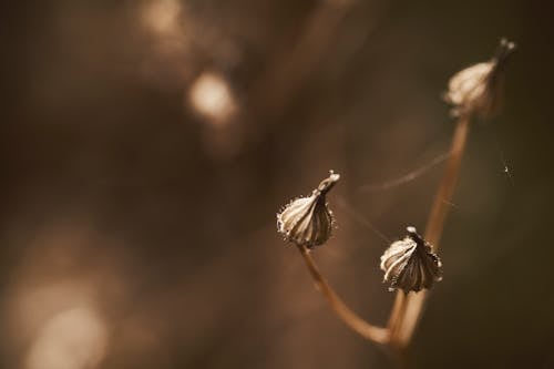 коричнево серое насекомое