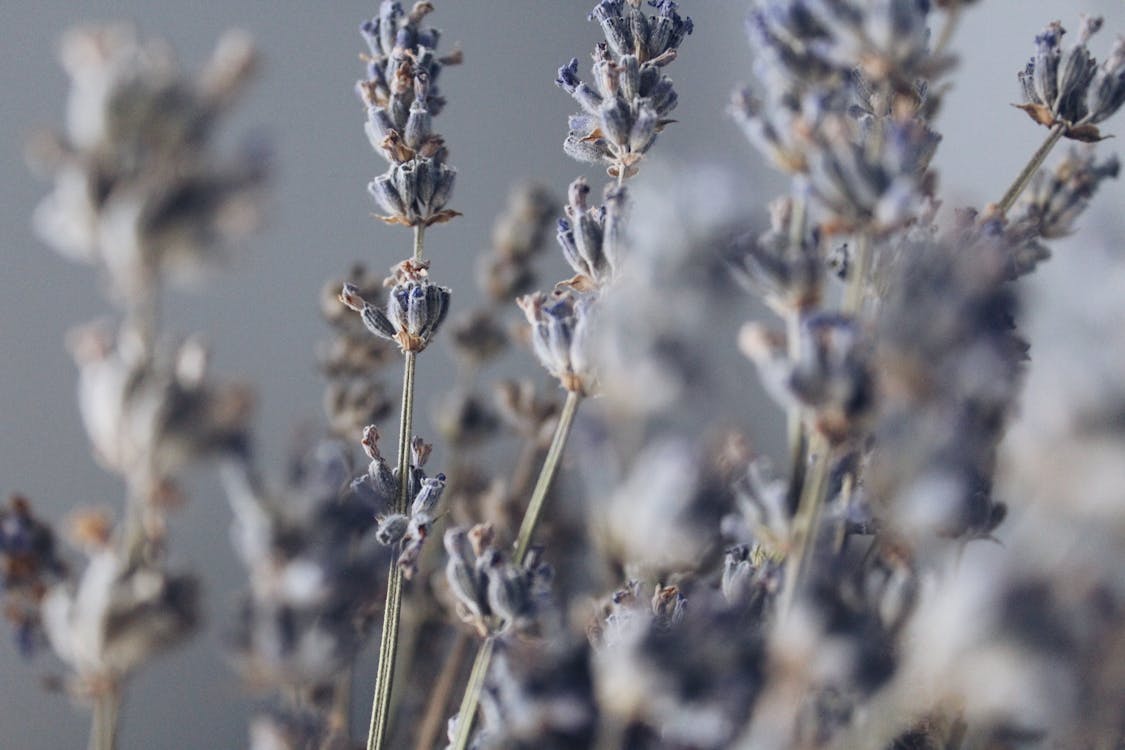 Close-up Photography of Lavender 