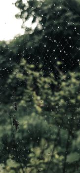 Raindrops on thin cobweb in forest with lush green trees on cloudy day