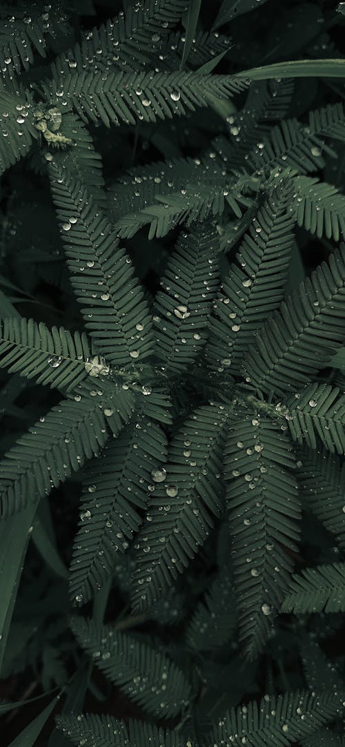 Free Top view of raindrops on gentle green leaves of lush fern plant growing in tropical forest on cloudy day Stock Photo