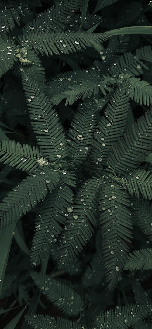 Top view of raindrops on gentle green leaves of lush fern plant growing in tropical forest on cloudy day