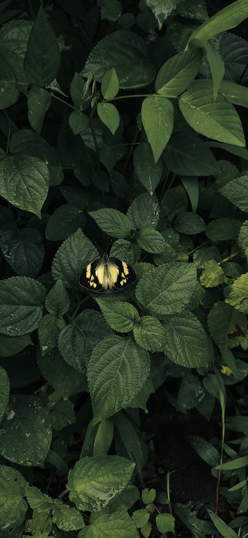 Butterfly sitting on lush green bush in park
