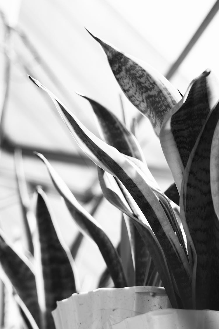 Grayscale Photo Of Snake Plants In A Pot