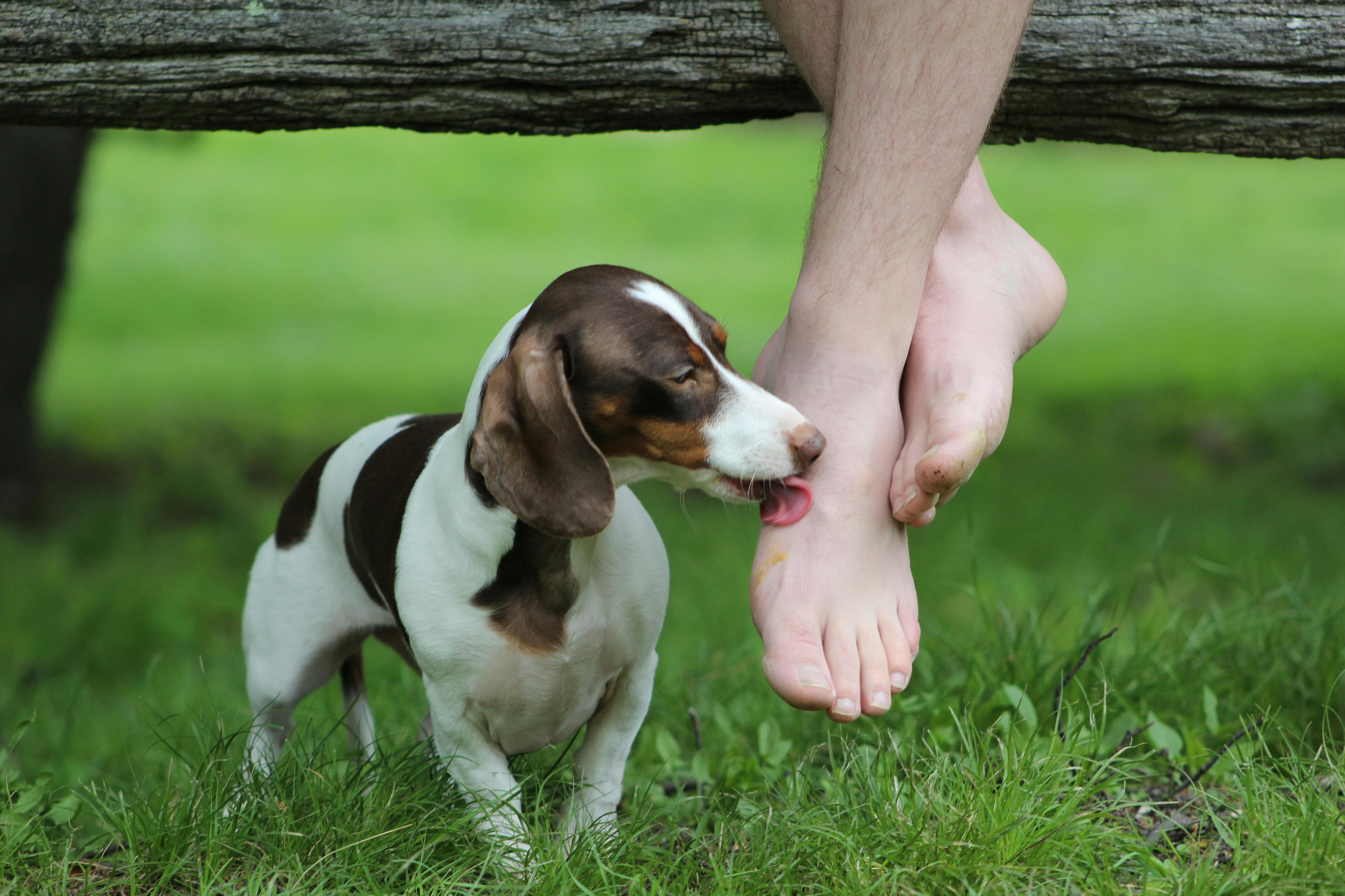 Tricolor Dog Licking Foot of Person over Green Grass · Free Stock Photo