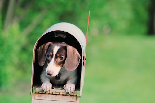 Gratis Dog Inside Mailbox Foto Stok