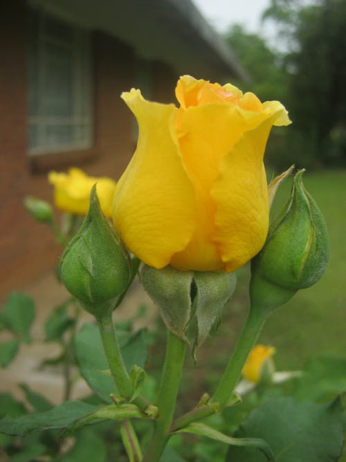 Darmowe zdjęcie z galerii z piękny kwiat, żółta róża