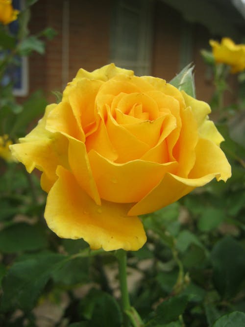 Gratis lagerfoto af gul rose, smuk blomst