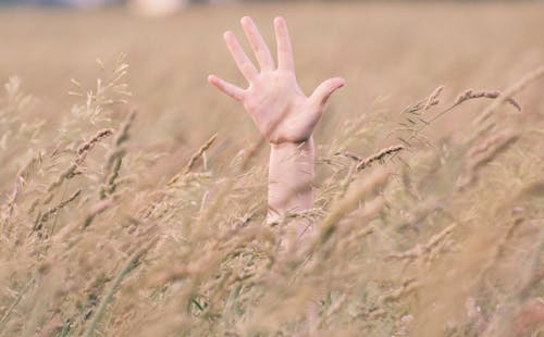 Free Photo of Person's Right Hand in Field Stock Photo