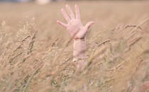 一只手伸展在麦田上方，捕捉着大自然的自由