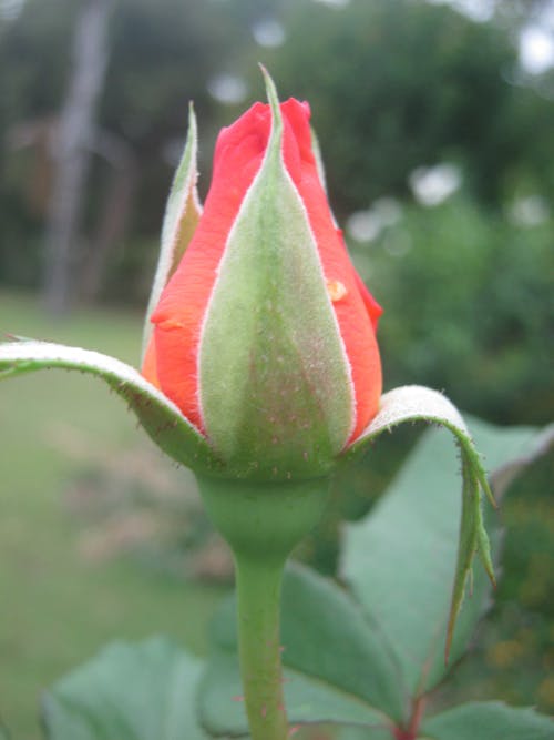 Foto profissional grátis de botão de rosa, flor bonita