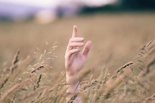 Human Hand Near Brown Grains at Daytime