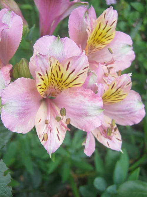 Foto stok gratis bunga yang indah