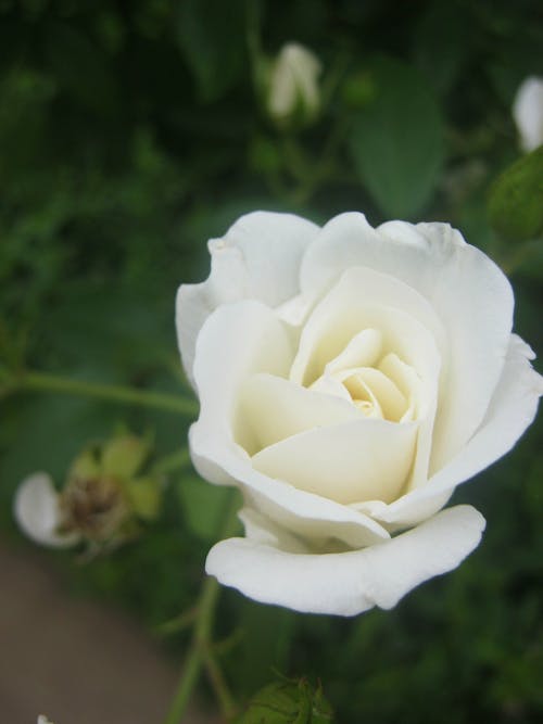 Imagine de stoc gratuită din floare frumoasa