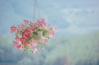 在模糊的自然背景下，悬挂的锅中捕捉到了充满活力的粉红色牵牛花