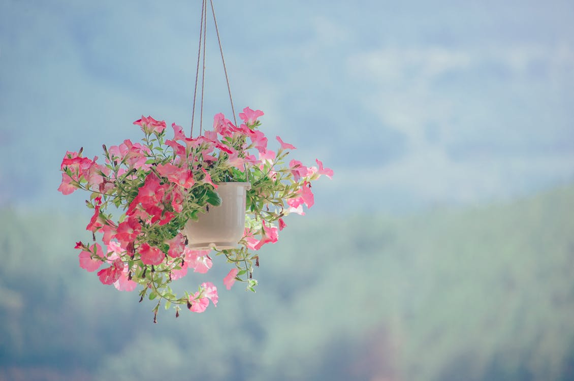 бесплатная Розовое цветочное растение с лепестками внутри белого подвесного горшка Стоковое фото