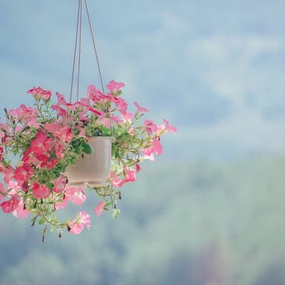 Ayurvedic herbs