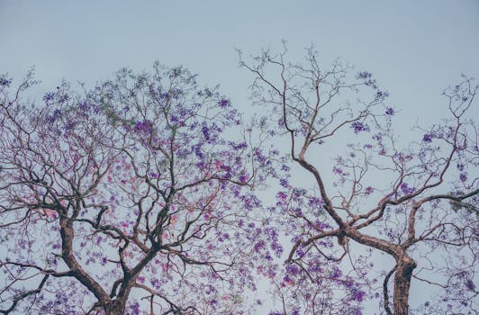 透过美丽的蓝花楹树紫色的花朵，可以看到晴朗的天空