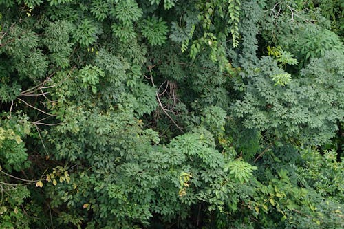 Ảnh lưu trữ miễn phí về alexandra singapore, carreteradedipòsitsingapur, cây