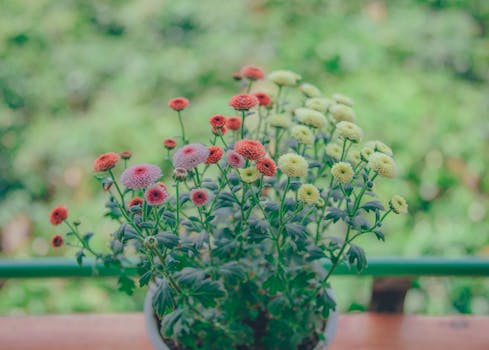 花园花盆中，五颜六色的菊花特写展现在郁郁葱葱的绿色背景前，花朵充满活力