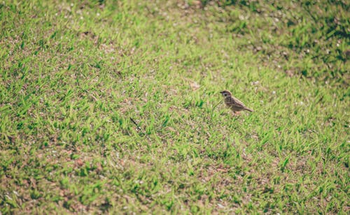 草の芝生の上の茶色の鳥